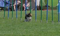 IMG_moosen_2018_642