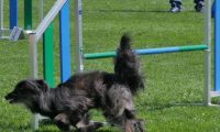 IMG_moosen_2018_653
