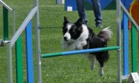 IMG_moosen_2018_658
