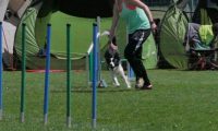 IMG_moosen_2018_666