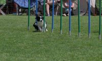 IMG_moosen_2018_667