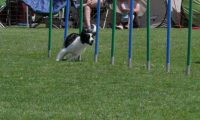 IMG_moosen_2018_668