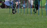 IMG_moosen_2018_681