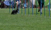 IMG_moosen_2018_682