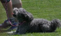 IMG_moosen_2018_686
