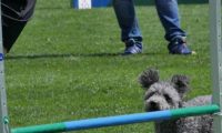 IMG_moosen_2018_687