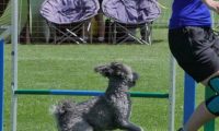 IMG_moosen_2018_688
