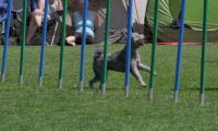 IMG_moosen_2018_691