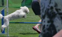 IMG_moosen_2018_698