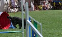 IMG_moosen_2018_706
