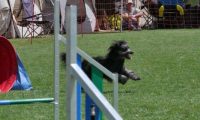 IMG_moosen_2018_707