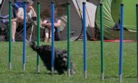 IMG_moosen_2018_709