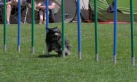 IMG_moosen_2018_710