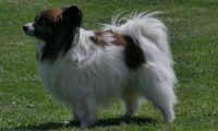 IMG_moosen_2018_715