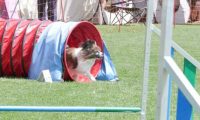 IMG_moosen_2018_718