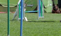 IMG_moosen_2018_719