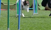 IMG_moosen_2018_720