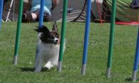 IMG_moosen_2018_728