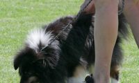 IMG_moosen_2018_730