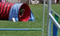 IMG_moosen_2018_733