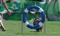 IMG_moosen_2018_736
