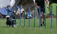 IMG_moosen_2018_738