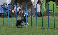 IMG_moosen_2018_741
