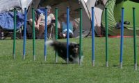 IMG_moosen_2018_742