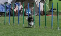 IMG_moosen_2018_743