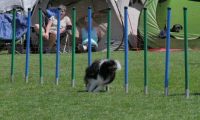 IMG_moosen_2018_744