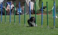 IMG_moosen_2018_746