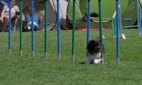 IMG_moosen_2018_747