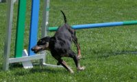 IMG_moosen_2018_750