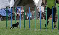 IMG_moosen_2018_755