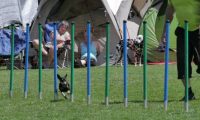 IMG_moosen_2018_757