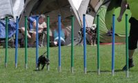 IMG_moosen_2018_758