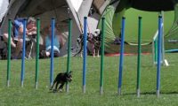 IMG_moosen_2018_762