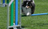 IMG_moosen_2018_766