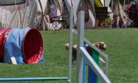 IMG_moosen_2018_778