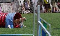 IMG_moosen_2018_780