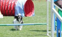 IMG_moosen_2018_783