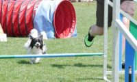 IMG_moosen_2018_784