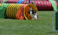 IMG_moosen_2018_789
