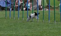 IMG_moosen_2018_791