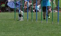 IMG_moosen_2018_794