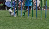 IMG_moosen_2018_796