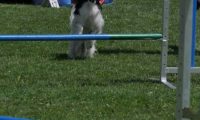 IMG_moosen_2018_804