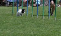 IMG_moosen_2018_813