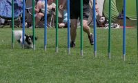 IMG_moosen_2018_815