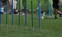 IMG_moosen_2018_817